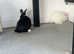 2 13 week old rabbits