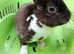 Male mini rex