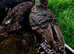 Pair of Black Bronze Turkeys "SOLD"
