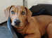 5month old Male for sale