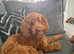 Toy poodle for Stud