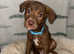 2 Beautiful Fur Babies Left