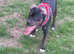 Cane Coro cross