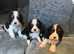 Stunning Kc dna clear cavalier King Charles pups