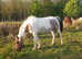 Welsh cross mare