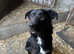 Huntaway x dog for rehoming