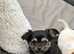 Chihuahua puppies