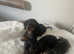 Ready 18th last little girl dachshund