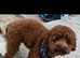 Toy jackspoos READY NOW !! FULLY VACCINATED!!