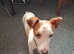 Jack russell