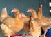 Hybrid Garden Hens - Point-of-Lay and Ready Now