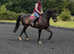 15:3h Irish sport horse chunky gelding alrounder