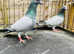 RARE BARLESS BLUE RACING PIGEONS