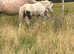 Palomino filly