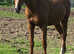 Beautiful chestnut unbroken Irish filly 15.3h 3yo