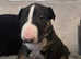 champion bloodline English bull terrier puppies