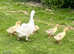 Sebastopol goslings