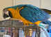 Gold and Blue Maccaw