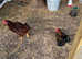 RIR and Pekin Batam Cockerels available for rehoming