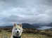 Ready now F2 pomsky puppies