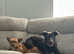 Kelpie cross labrador