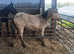 PT breed filly by pentpont stud