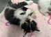 Beautiful long haired kittens ready to leave tomorrow.