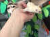 Sugar glider joeys