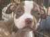 Last 2 standard American bullies