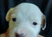 Jack russell parson russell