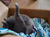 Russian blue babies