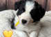 Border Collie Puppies for Sale