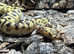 Spotnose Clown Royal Python at Birmingham Reptiles