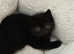 One GCCF registered black Exotic shorthair boy kitten