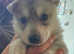 RARE BREED TAMASKAN dna Embark tested for over 250 diseases