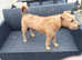 Irish terrier for sale
