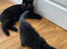 One GCCF registered black Exotic shorthair boy kitten