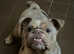English bulldog