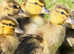 10 day old ducklings