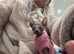 Donskoy baby girls forsale