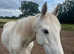 Beautiful full pedigree Irish sport horse girl