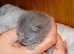 Beautiful  GCCF Registered Pedigree bsh kittens from toplines. Payment plan options,