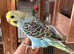Adorable baby budgies ready for new home