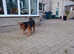 Airedale Terrier (Female)