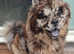 Dwkc Merle chowchow female pup