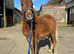 Adorable, Tiny, Tame, Well-Trained & All-Up-to-Date Mini-Shetland x Welsh A Yearling Gelding, Rescue Pony, Family Pet, Therapy Pony Project, Best Budd