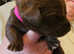 Beautiful puppies