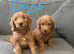Beautiful Irish doodle puppies