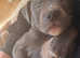 Blue female Staffy