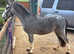 Welsh Section A Gelding